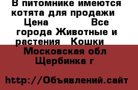 В питомнике имеются котята для продажи › Цена ­ 30 000 - Все города Животные и растения » Кошки   . Московская обл.,Щербинка г.